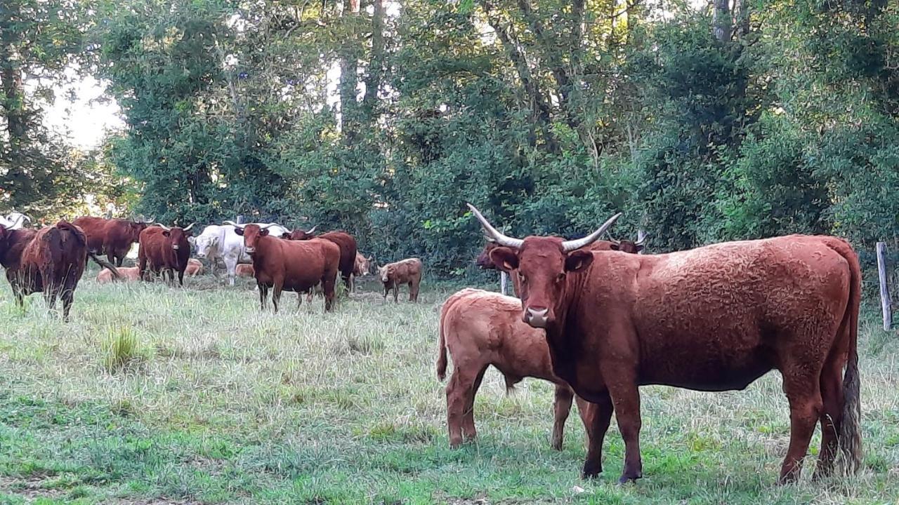 فندق Maigneفي  La Menagerie المظهر الخارجي الصورة